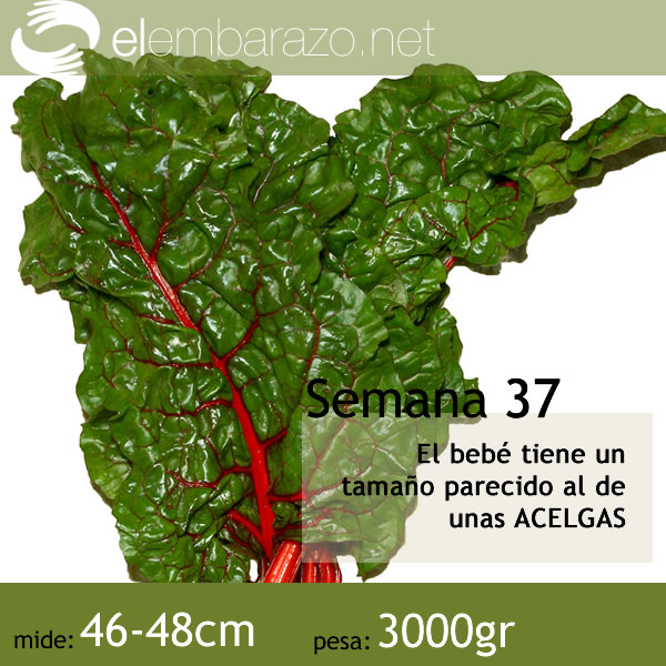 bebe-37-semanas-embarazo
