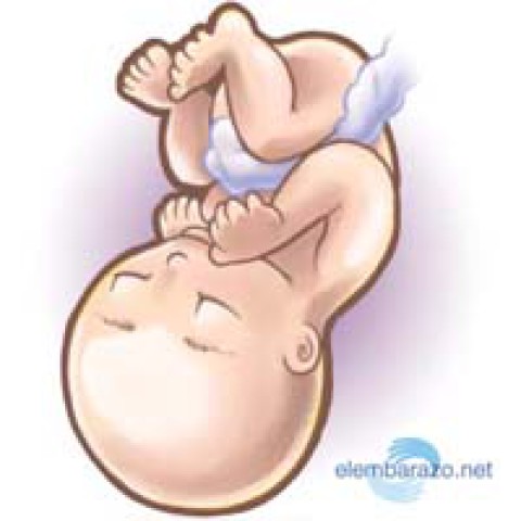 tercer trimestre de embarazo que pasa con el bebe