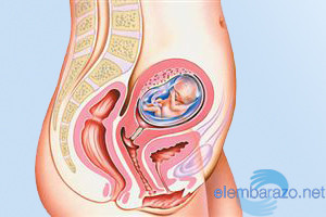 13 semanas de embarazo: cambios en tu cuerpo