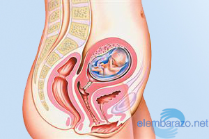 13 semanas embarazo: cambios tu cuerpo - Semanas de Embarazo