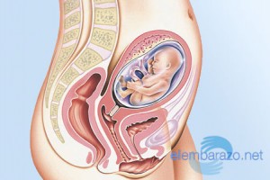 22 semanas de embarazo: cambios en tu cuerpo