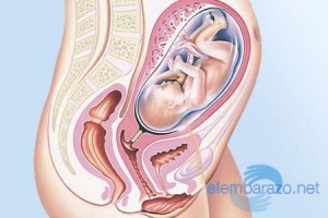 31 semanas de embarazo: cambios en tu cuerpo