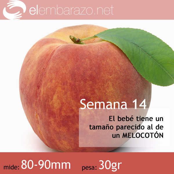 Bebe 14 semanas de embarazo